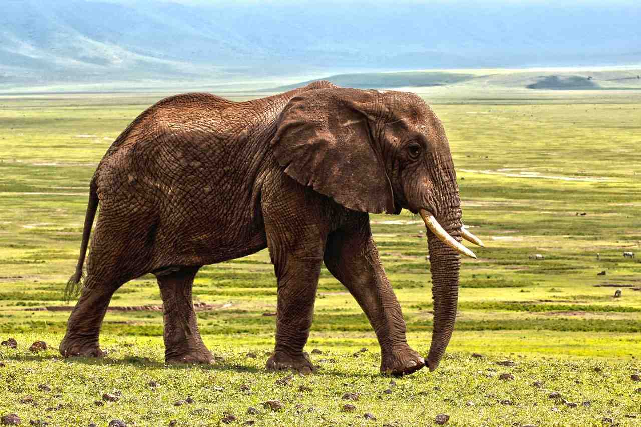 éléphant, safari, des animaux