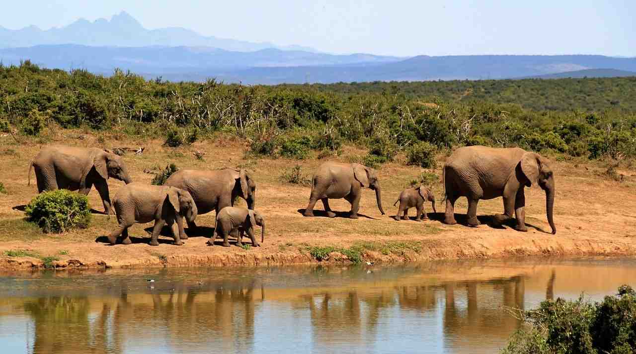 éléphant, troupeau d'éléphants, éléphant de savane africaine