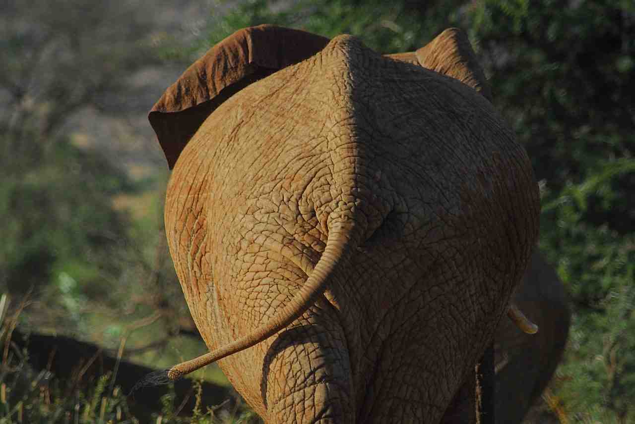 sauvage, éléphant, afrique